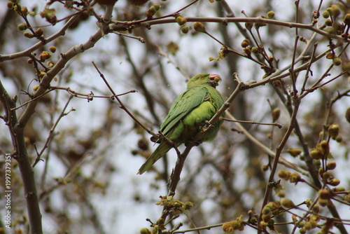 Rose-ringed parakeet (Psittacula krameri) feeding on tree branches, green parrot in natural habitat, urban wildlife bird eating seeds.