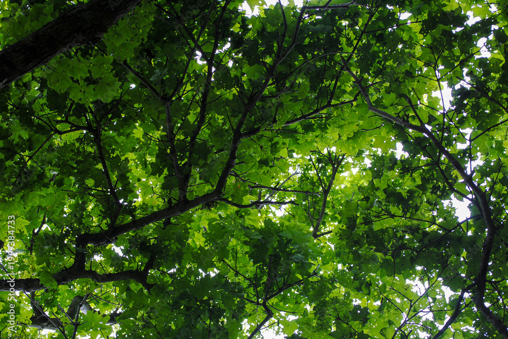 Obraz premium Vibrant green summer leaves and tree trunks viewed from below, creating a stunning natural canopy.