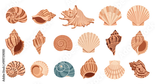 Assorted collection of realistic sea shells and snail shells in various shapes and colors isolated on a white background.