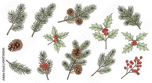 Hand drawn collection of winter botanical elements featuring pine branches, cones, holly leaves, and red berries on white.