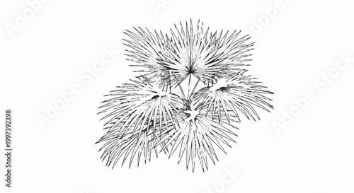 Abstract sketch of starburst-shaped palm fronds on a white background