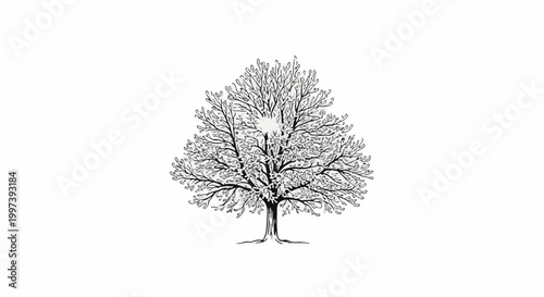 Artistic sketch of a deciduous tree with intricate branches and dense foliage
