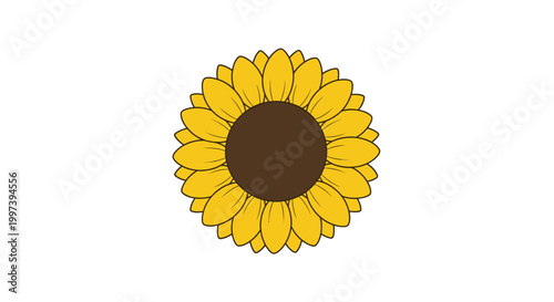 Bright Sunflower Blossom Isolated on White Background