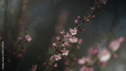 Blossoming branches of Prunus tomentosa in April. 4K, 50 FPS