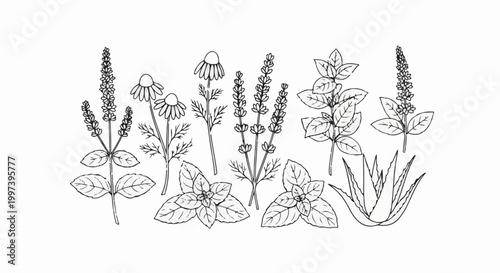 Black and white line drawing of various herbs and flowers, including chamomile and lavender