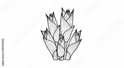 Black and white illustration of a dense clump of pointed leaves