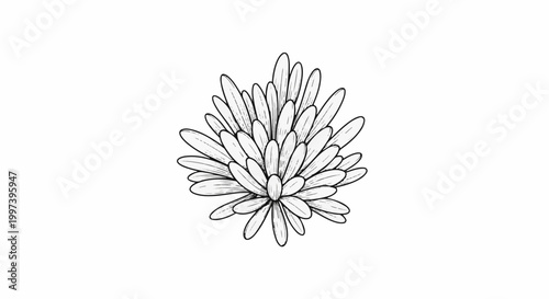 Black and white illustration of a dense aster flower with many pointed petals