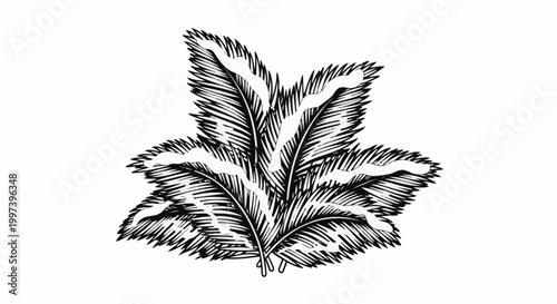 Black and white drawing of a cluster of feathery fronds