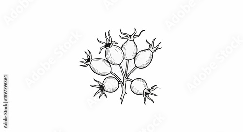 Black and white drawing of a cluster of rose hips on a stem