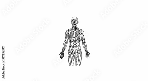 Anatomical illustration of the human muscular and skeletal system