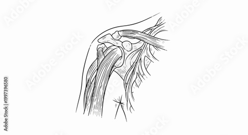 Anatomical illustration of the human shoulder joint, muscles, and nerves