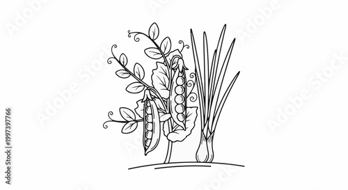 Black and white illustration of pea pods and long leaves