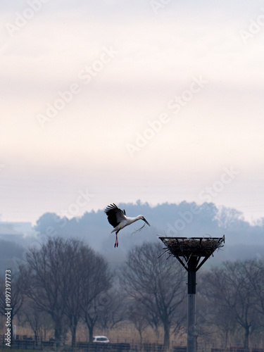 巣をつくるコウノトリ