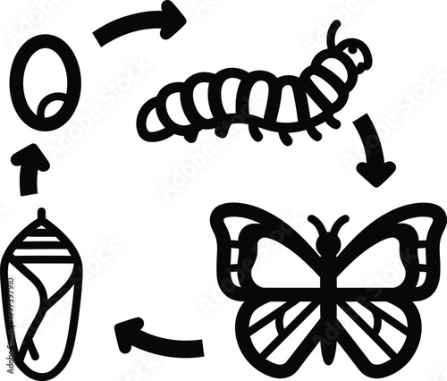 Butterfly Life Cycle Stages: Egg, Caterpillar, Pupa, Butterfly