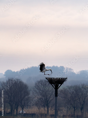 巣をつくるコウノトリ