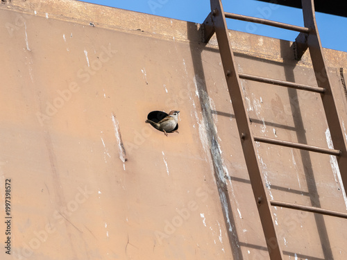 穴から覗くスズメ