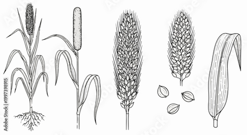 Black and white illustration of various cereal grains and plants