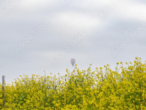 菜の花と気球