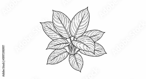 Black and white line art illustration of a tropical plant with striped leaves
