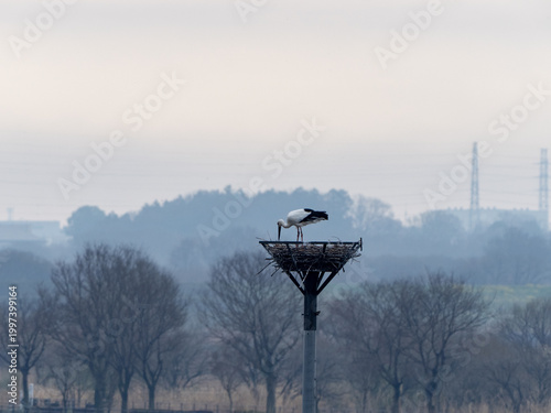 巣をつくるコウノトリ
