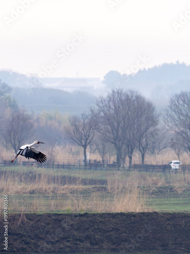 空飛ぶコウノトリ