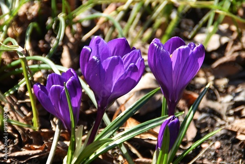 Lovely lilac crocus flowers in a garden.