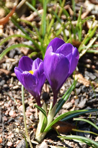 Lovely lilac crocus flowers in a garden.