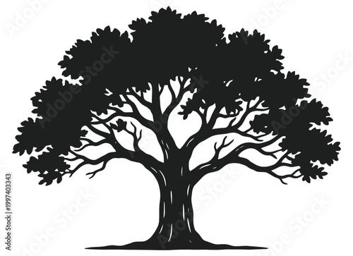 Oak tree silhouette isolated on white background