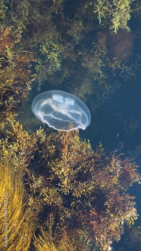 Moon jellyfish with translucent bell and four horseshoe gonads drifting gracefully among green and brown seaweeds in dark ocean water, evoking serene marine beauty and life