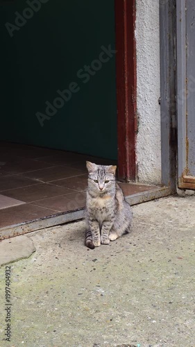 Gray tabby cat sitting on concrete in an industrial doorway, watching the surroundings with calm green eyes, relaxed posture and textured urban background, daytime portrait