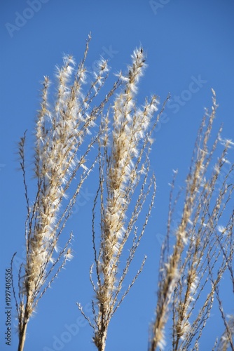Dry Chinese silvergrass in early spring.