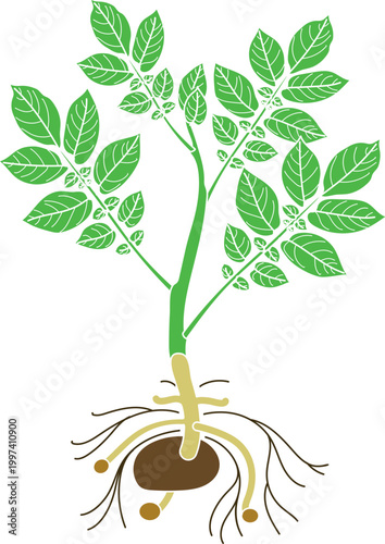 Color diagram of potato plant with green leaves and growing tubers (Solanum tuberosum)