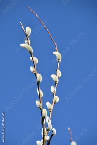 Willow branches and cute catkins in bright spring day.