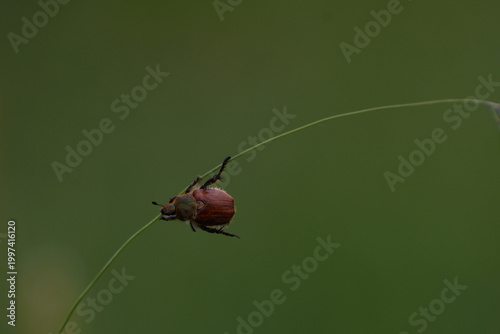 Βrown beetle hanging from a green grass blade