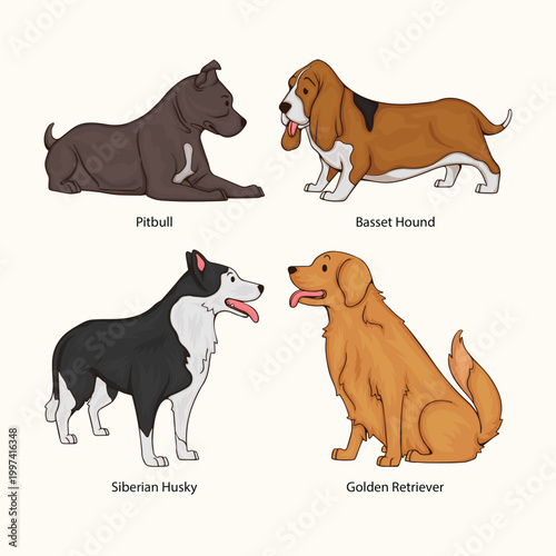 Four different dog breeds including pitbull basset hound siberian husky golden