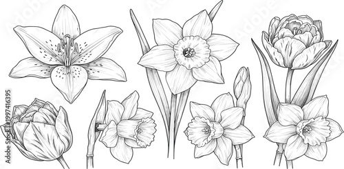 Hand drawn floral set with lily daffodil and peony flowers detailed botanical vintage sketch illustration collection