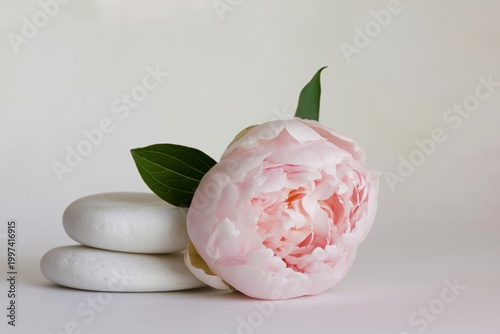Pink Peony Flower Rests on Smooth White Stones on a Simple Background