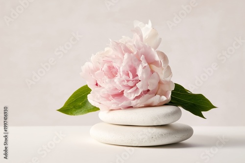Pink Peony Flower Rests on Smooth White Stones on a Simple Background