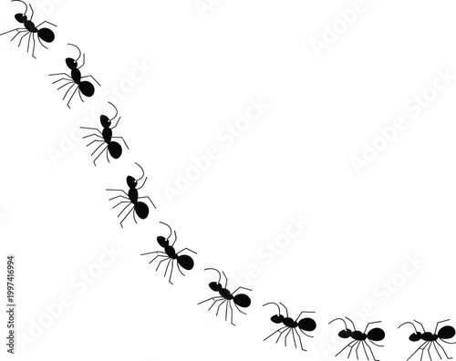 Line of Ants Marching in Formation on White Background