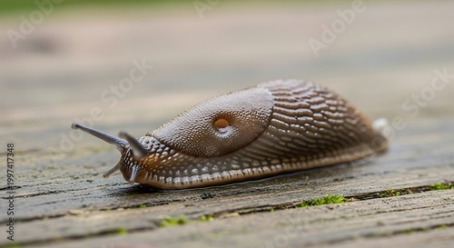 Close-up of a brown garden slug with tentacles extended, on a damp wooden surface