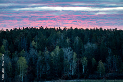 Stockholm, Sweden A sunrise over pine trees.