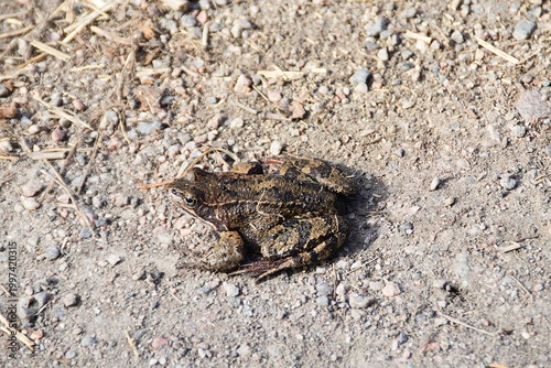 A cute common frog.