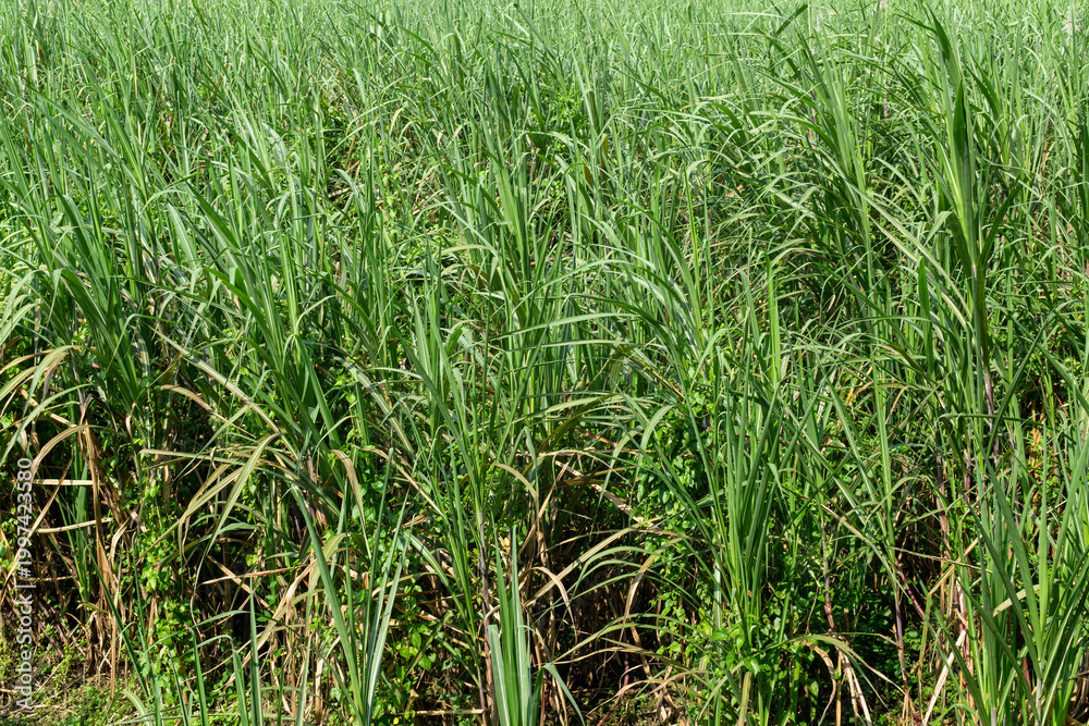 Fototapeta premium Sugarcane Plantation Field Ready for Harvest Agriculture Landscape