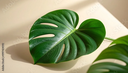 A large green leaf with holes sits on a beige surface with another leaf.