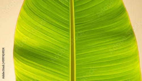 A close-up photo of a large green leaf with prominent veins on a beige background