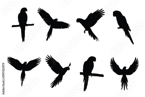 Foto Parrot Silhouette Set with Macaw Birds in Flying and Perched Poses