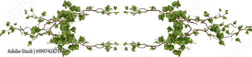 frame decoration from green leafy vines