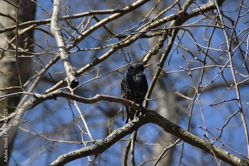 A cute starling on a branch in early spring.