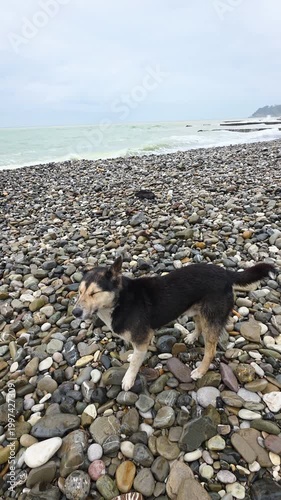 Stray Dog On Pebble Beach, Overcast Seascape With Rounded Stones, Curious Black And Tan Dog Sniffing Shore, Gentle Waves Lapping, Distant Cliffs On Horizon, Calm Gray Sky And Quiet Coastal Solitude