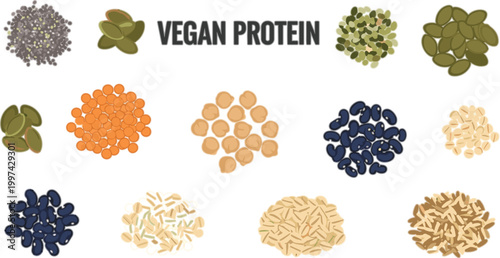 Vegan Protein Sources Vector Set with Lentils Beans Seeds Grains and Plant Based Superfood Ingredients for Healthy Nutrition Design